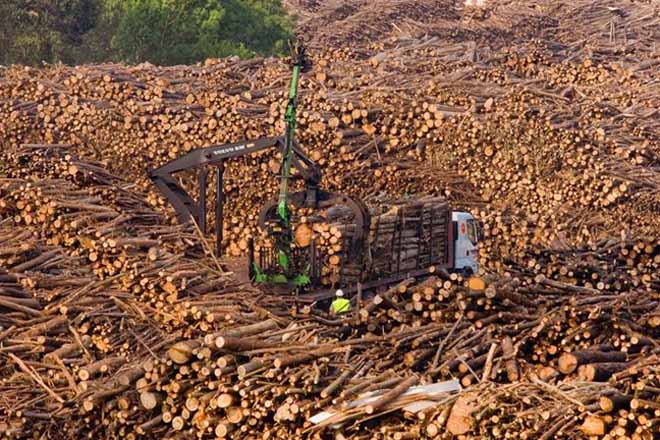 Actualización da Axenda de Impulso da Industria Forestal – Madeira