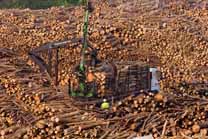 La cadena forestal gallega consigue récords de talas y exportaciones