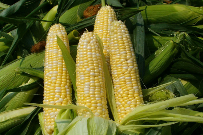 Solicitan ao Ministerio que prohiba o millo MON810  ao estar contaminado xeneticamente