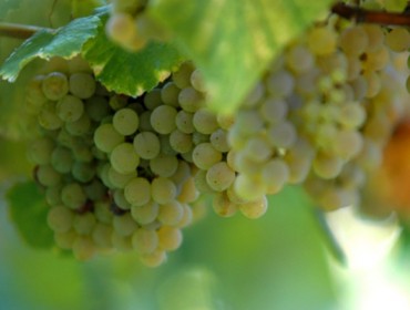 Cales son as tendencias que están a marcar os mercados para os viños brancos?