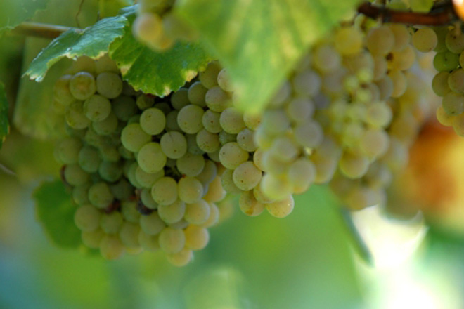 El vino albariño tiene más de 29 compuestos beneficiosos para la salud