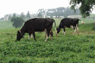 Influencia do pastoreo na calidade do leite das vacas