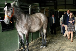 Lugo convértese este fin de semana na capital do mundo do cabalo co VIII Salón Equigal