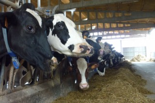Galicia perdeu un 10% das granxas desde o fin da cota láctea