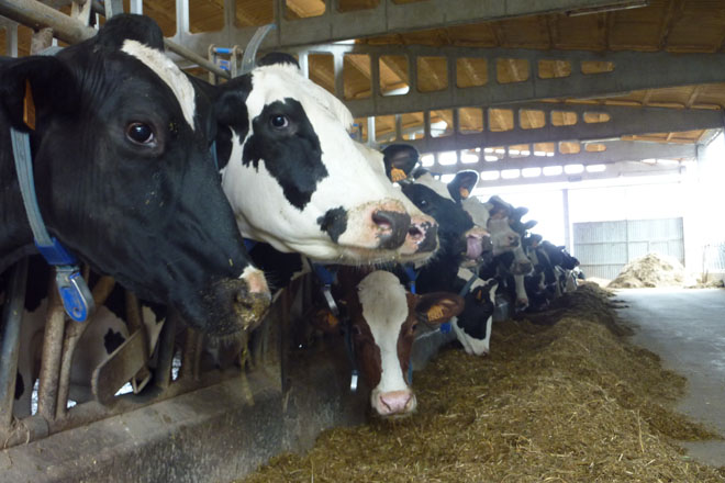 Las cooperativas del Deza urgen a un acuerdo de precios de la leche ante avisos de nuevas bajadas