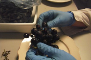 A posición no acio e os funxicidas inflúen no aroma de uvas e viño