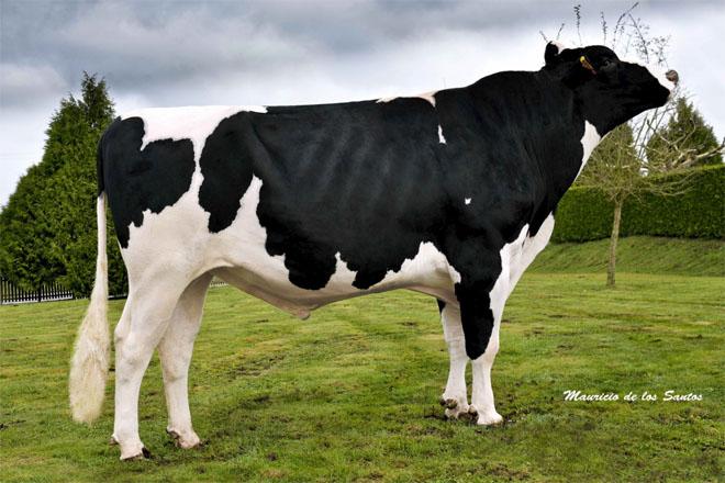 Os mellores touros Holstein de España son galegos