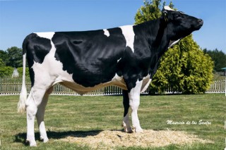 O 60% dos mellores touros Holstein de España son de Xenética Fontao