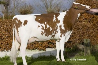 Promoción especial de embrións de raza Holstein