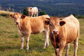 O baixo consumo de vacún de carne frea a recuperación estival dos prezos