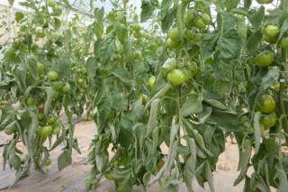 O CIAM logrará este ano semente mellorada de pementos e tomates galegos