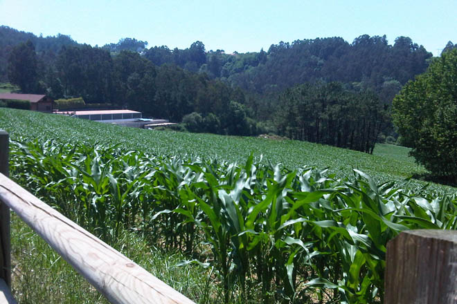 Así permite Asturias aos seus gandeiros cultivar o 100% da superficie con millo forraxeiro