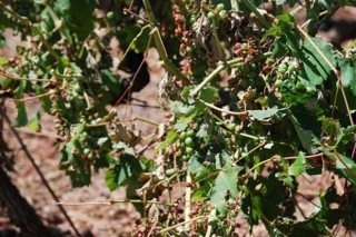 A Xunta non declarará zona catastrófica os viñedos do Bibei afectados pola saraibada