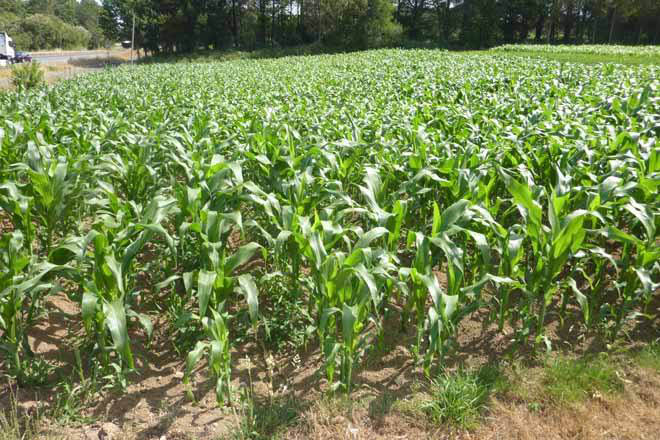 Recomendacións para a fertilización do millo forraxeiro