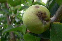 ¿Cuáles fueron las enfermedades que afectaron a los manzanos en Galicia en 2017?