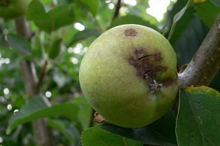 ¿Cales foron as enfermidades que afectaron ás maceiras en Galicia en 2017?
