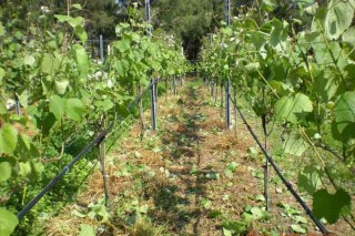 O esfollado precoz mellora a calidade aromática da uva e do viño Albariño