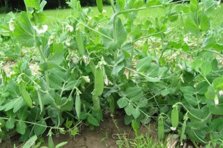 Cultivos alternativos para o pago verde da PAC (III): o chícharo