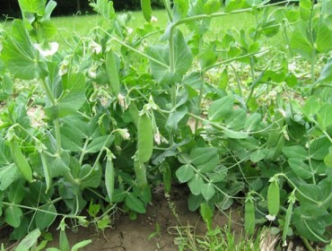 As legumes como alternativa á soia na alimentación do gando