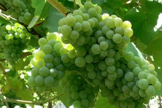 Estado da uva en Rías Baixas e coidados durante esta semana