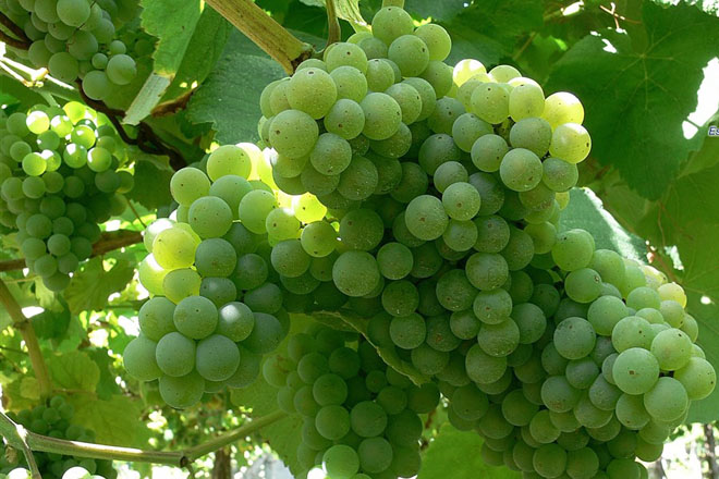 Cuidados de las viñas y de los frutales durante esta semana