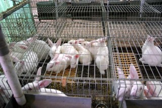 Produtores, matadoiros e industria achegarán o mesmo a Intercun: 0,004 euros por quilo de coello