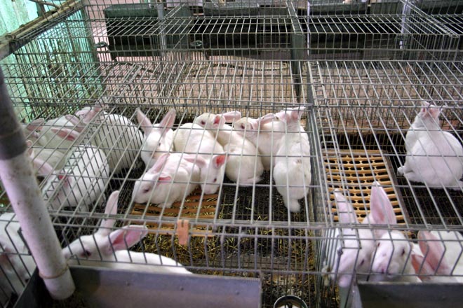 Los productores de conejo aportaron unos 900.000 euros a la extensión de norma en 2014, los mataderos poco más de 200.000