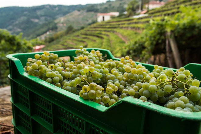Ribeira Sacra xa leva vendimados 2 millóns de quilos de uva
