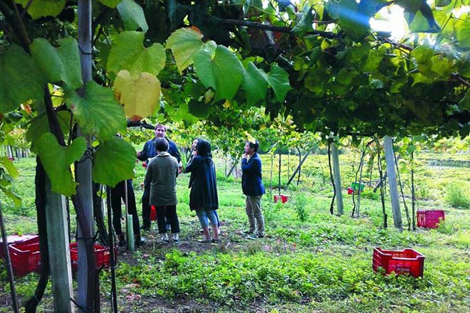 Cuatro bodegas de Rías Baixas firman contratos con 84 viticultores
