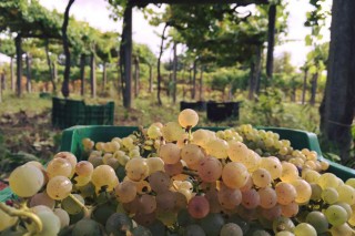 A Xunta simplifica a declaración de colleita de uva dos viticultores galegos