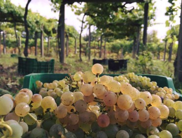 A Xunta simplifica a declaración de colleita de uva dos viticultores galegos