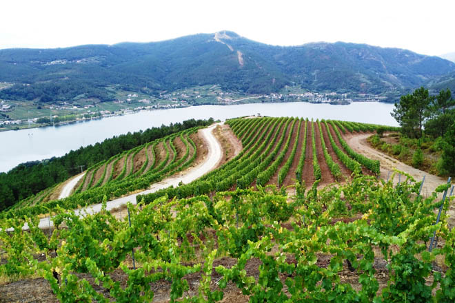 La denominación de origen Ribeiro identificará los vinos elaborados con variedades autóctonas