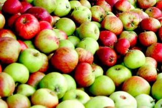 Hijos de Rivera prevé este ano duplicar as compras de mazá galega para elaborar sidra Maeloc