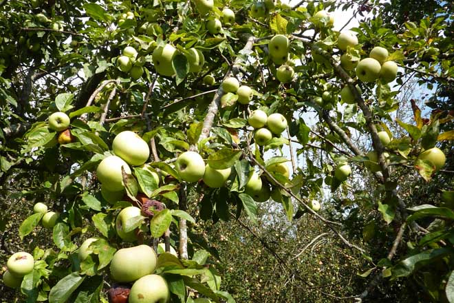 El 2017 se presenta como un año “excelente” para producción de manzana