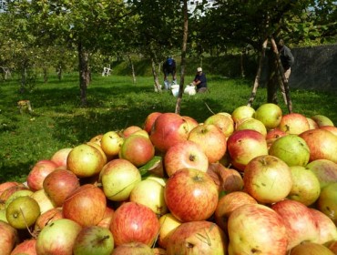 Curso sobre cultivo e manexo da mazá de sidra en ecolóxico
