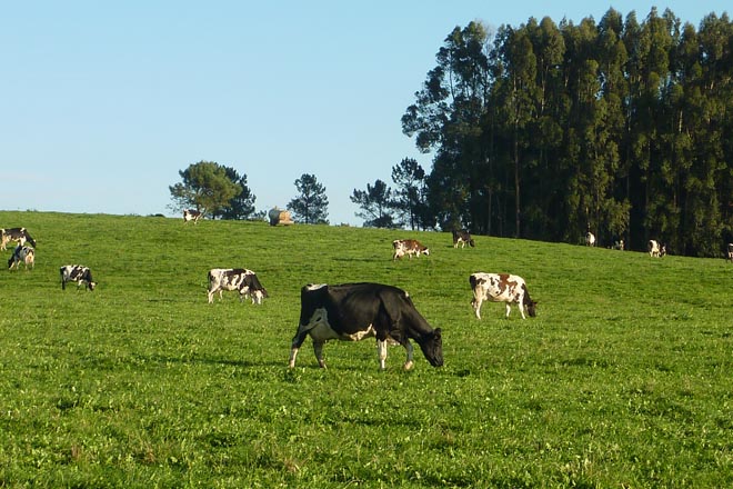 Galicia, a excepción europea na contaminación por nitratros gandeiros