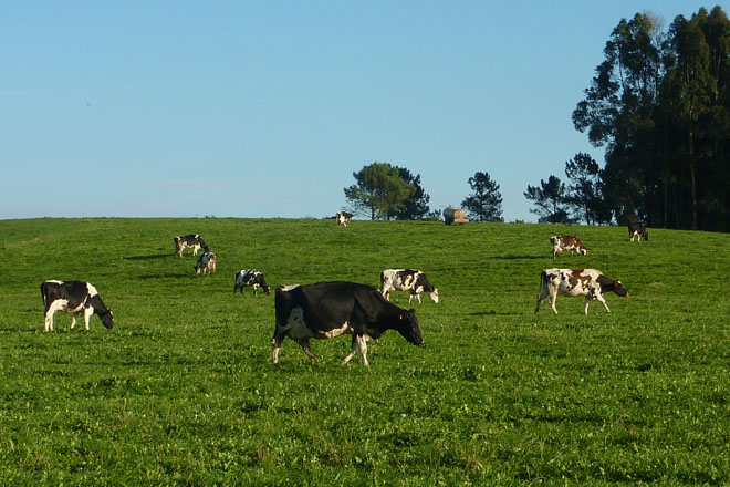 El 60% de las explotaciones lácteas mantiene el uso del pastoreo
