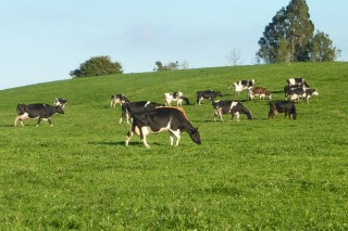 Son sostibles ambientalmente as granxas de vacún de leite galegas?