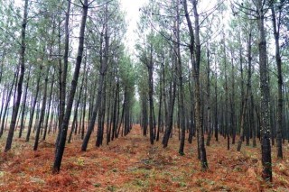 Inquedanza no sector forestal polo bloqueo das vendas de piñeiro a Portugal
