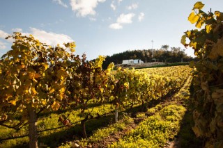 Xornada da Evega sobre “As estratexias de sustentabilidade ambiental na vitivinicultura”