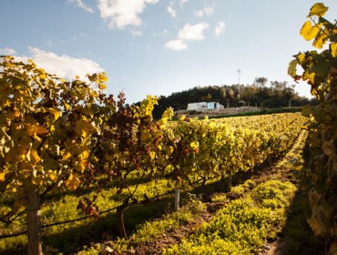 Xornada da Evega sobre “As estratexias de sustentabilidade ambiental na vitivinicultura”