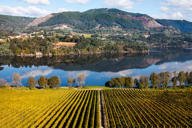 Galicia sitúase entre as comunidades que menos superficie de viñedo perdeu entre 1980 e 2015