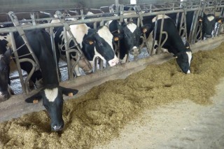 A ausencia de medidas ante os excedentes lácteos fai prever unha difícil primavera