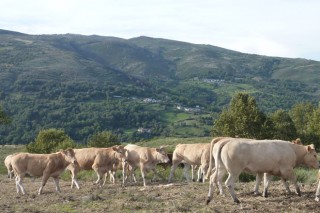 Expertos destacan o gran potencial da montaña galega para gandeiría de calidade