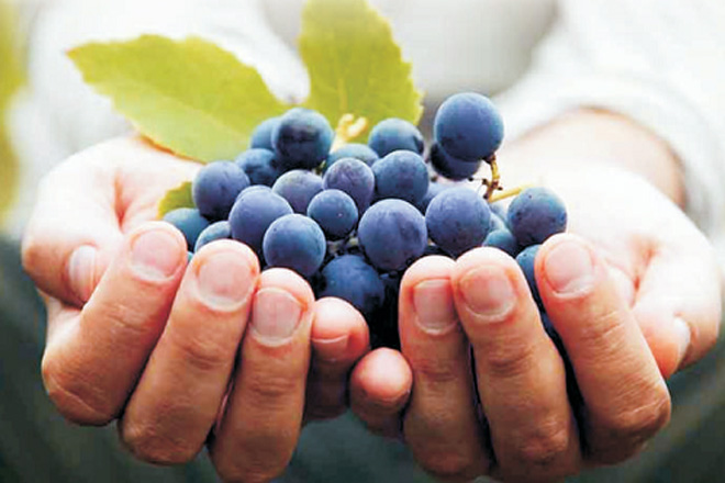 A EVEGA organiza mañá en Monterrei unha xornada sobre viticultura ecolóxica