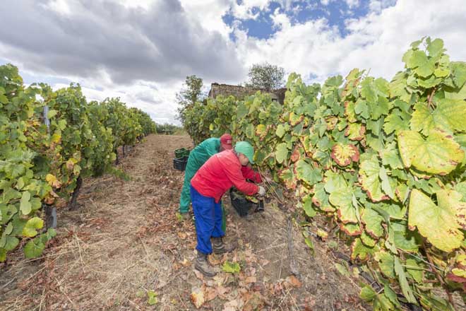 Remata unha vendima “excelente” en Monterrei con 4,7 millóns de quilos de uva