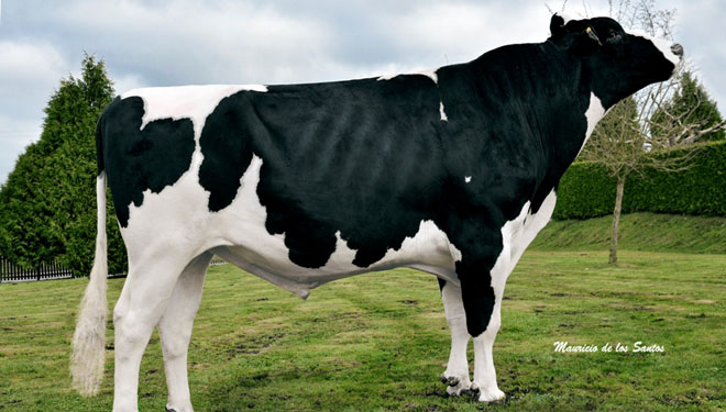 Dominio gallego en la genética Holstein de España