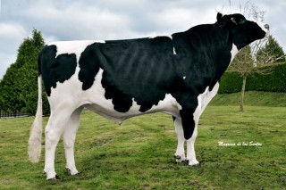 O mellor touro Holstein de España é galego