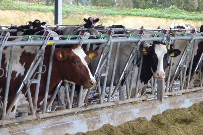 O Ministerio convoca as axudas para sufragar a moratoria dos créditos a explotacións lácteas
