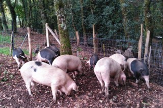 Importante descenso das vendas de carne de Porco Celta a raíz da crise do coronavirus